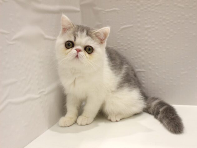 大阪府のエキゾチック (ペット・プラザ アミーゴ箕面店/2025年10月15日生まれ/男の子/ブルータビーホワイト)の子猫の1枚目の画像