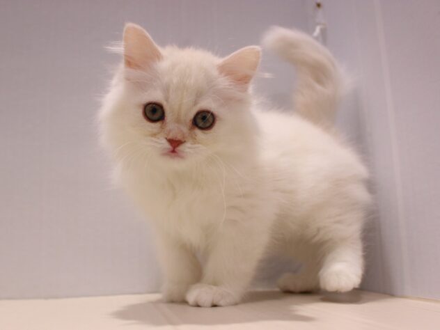 兵庫県のスコティッシュストレート (ペット・プラザ アミーゴ神戸灘店/2025年11月9日生まれ/男の子/クリームタビーホワイト)の子猫の1枚目の画像