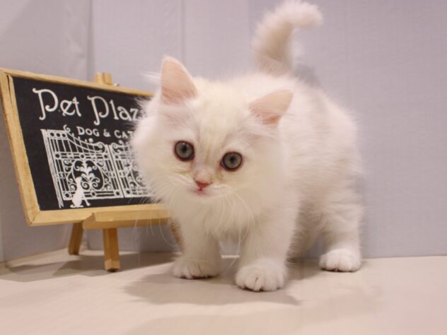 兵庫県のスコティッシュストレート (ペット・プラザ アミーゴ神戸灘店/2025年11月9日生まれ/男の子/クリームタビーホワイト)の子猫の2枚目の画像