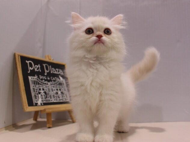 兵庫県のスコティッシュストレート (ペット・プラザ アミーゴ神戸灘店/2025年11月9日生まれ/男の子/クリームタビーホワイト)の子猫の3枚目の画像