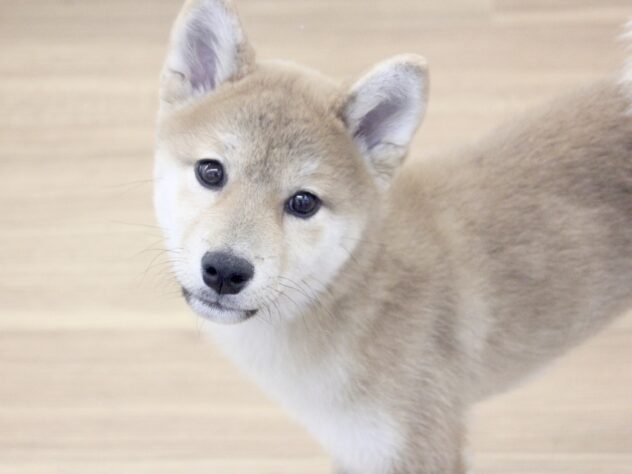 愛媛県の柴犬(標準サイズ) (アミーゴ新居浜店/2025年11月27日生まれ/女の子/赤)の子犬の2枚目の画像