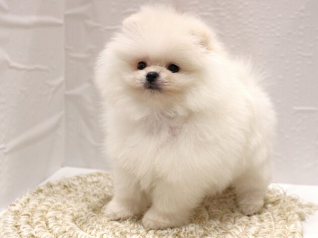大阪府のポメラニアン (ペット・プラザ アミーゴ箕面店/2025年12月12日生まれ/男の子/クリーム)の子犬の1枚目の画像