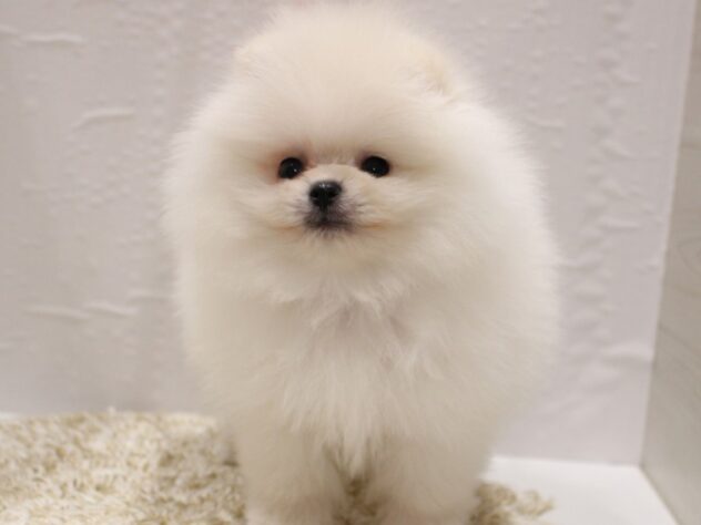 大阪府のポメラニアン (ペット・プラザ アミーゴ箕面店/2025年12月12日生まれ/男の子/クリーム)の子犬の2枚目の画像