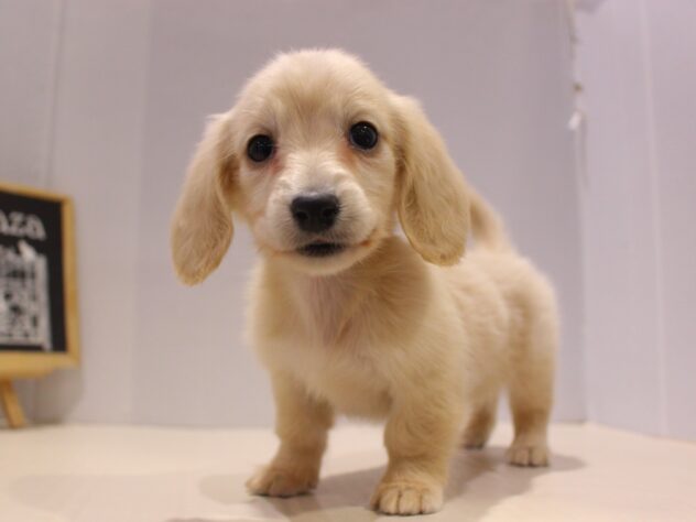 兵庫県のミニチュアダックスフンド(ロング) (ペット・プラザ アミーゴ神戸灘店/2025年11月1日生まれ/女の子/イエロー)の子犬の2枚目の画像