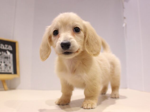 兵庫県のミニチュアダックスフンド(ロング) (ペット・プラザ アミーゴ神戸灘店/2025年11月1日生まれ/女の子/イエロー)の子犬の1枚目の画像