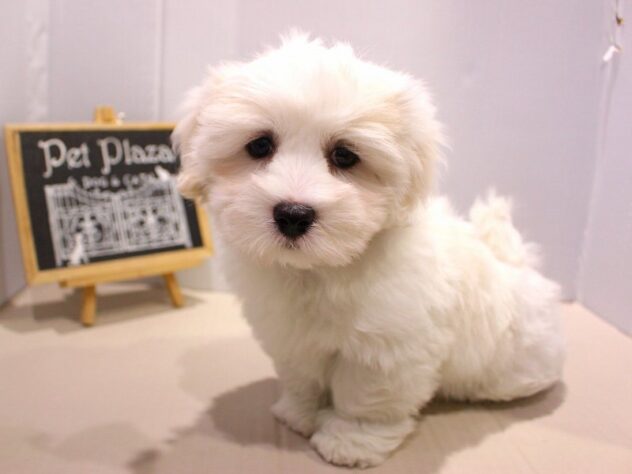 兵庫県のコトンドテュレアール (ペット・プラザ アミーゴ神戸灘店/2025年11月13日生まれ/女の子/ホワイト)の子犬