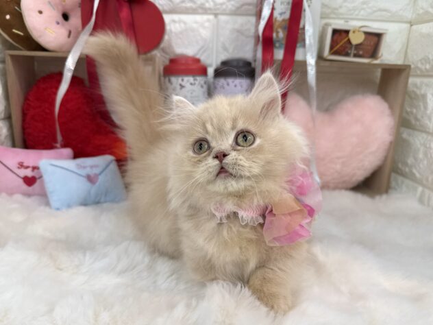 兵庫県のミヌエット (ワンキャラット アミーゴ姫路花田店/2025年11月12日生まれ/男の子/クリームタビー)の子猫の3枚目の画像