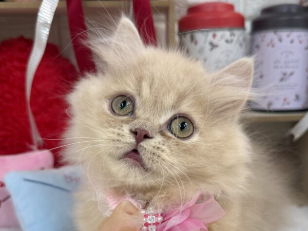 兵庫県のミヌエット (ワンキャラット アミーゴ姫路花田店/2025年11月12日生まれ/男の子/クリームタビー)の子猫の1枚目の画像