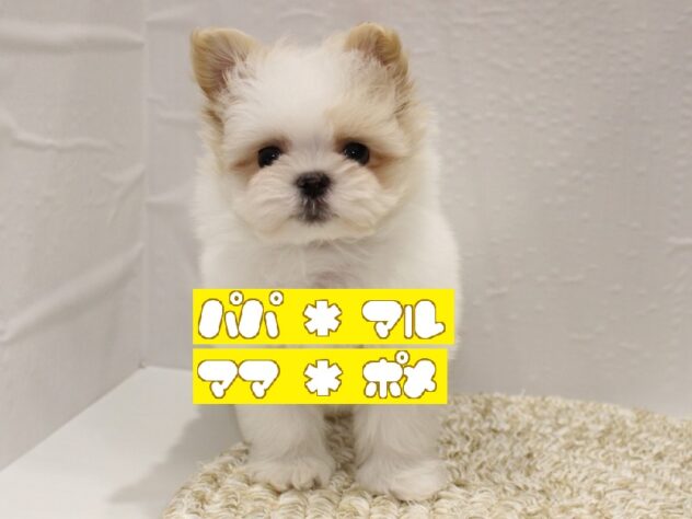 大阪府のポメマル/マルポメ(ポメラニアン×マルチーズ) (ペット・プラザ アミーゴ箕面店/2025年12月15日生まれ/男の子/ホワイトクリーム)の子犬の1枚目の画像