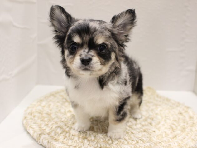 大阪府のチワワ(ロング) (ペット・プラザ アミーゴ箕面店/2025年12月15日生まれ/男の子/ブルーマール)の子犬の1枚目の画像