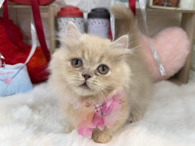 兵庫県のミヌエット (ワンキャラット アミーゴ姫路花田店/2025年11月12日生まれ/男の子/クリームタビー)の子猫の2枚目の画像