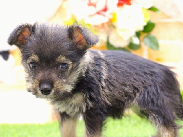 兵庫県のハーフ犬・ミックス犬 (ペット・プラザ アミーゴ三田店/2025年12月6日生まれ/女の子/ソルトペッパー)の子犬の3枚目の画像