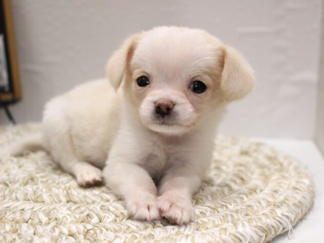 大阪府のハーフ犬・ミックス犬 (ペット・プラザ アミーゴ箕面店/2025年12月13日生まれ/女の子/クリーム)の子犬の2枚目の画像