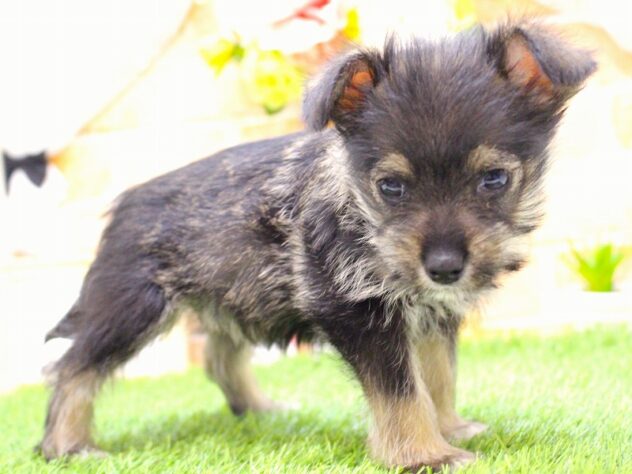 兵庫県のハーフ犬・ミックス犬 (ペット・プラザ アミーゴ三田店/2025年12月6日生まれ/女の子/ソルトペッパー)の子犬の2枚目の画像