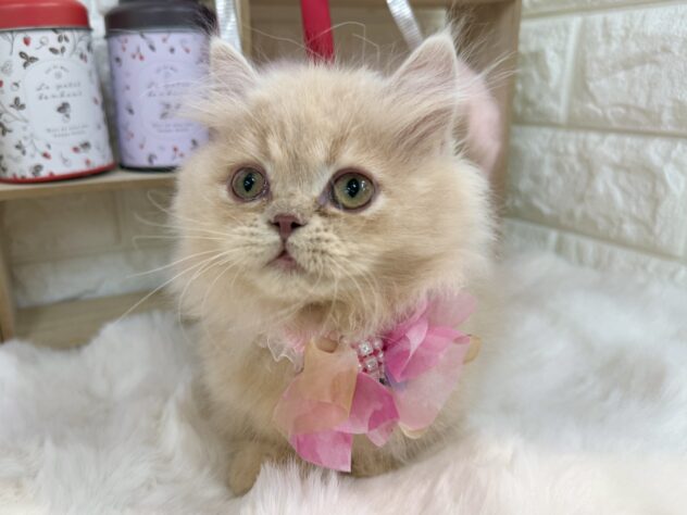 兵庫県のミヌエット (ワンキャラット アミーゴ姫路花田店/2025年11月12日生まれ/男の子/クリームタビー)の子猫の4枚目の画像