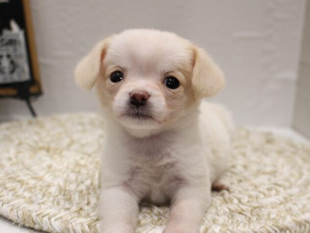 大阪府のハーフ犬・ミックス犬 (ペット・プラザ アミーゴ箕面店/2025年12月13日生まれ/女の子/クリーム)の子犬の3枚目の画像