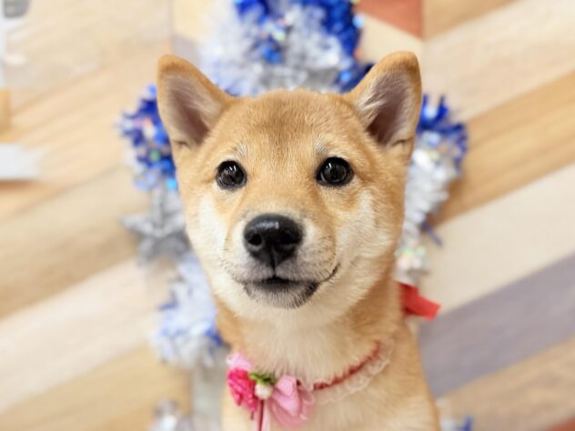 2025年9月16日生まれの豆柴