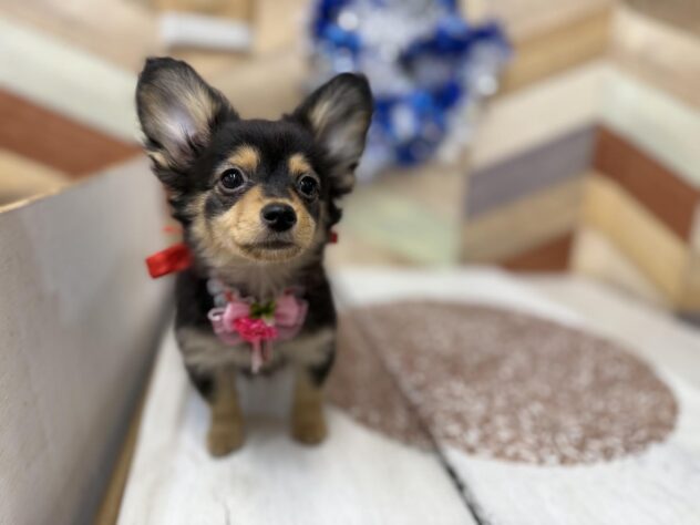 高知県のポメックス(ポメラニアン×ダックス) (ワンキャラット アミーゴ高知店/2025年11月21日生まれ/女の子/ブラックタン)の子犬の3枚目の画像