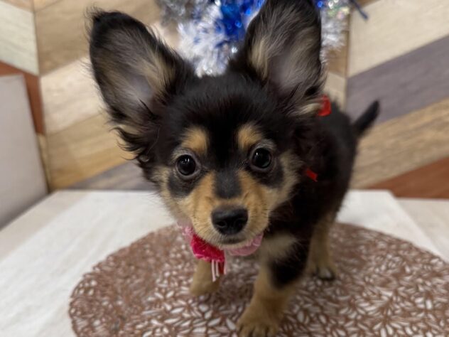 高知県のポメックス(ポメラニアン×ダックス) (ワンキャラット アミーゴ高知店/2025年11月21日生まれ/女の子/ブラックタン)の子犬の1枚目の画像