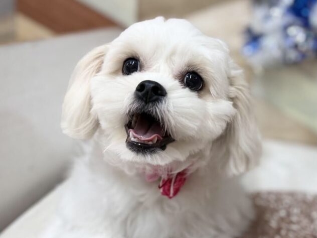 高知県のハーフ犬・ミックス犬 (ワンキャラット アミーゴ高知店/2025年7月31日生まれ/女の子/ホワイト)の子犬の1枚目の画像