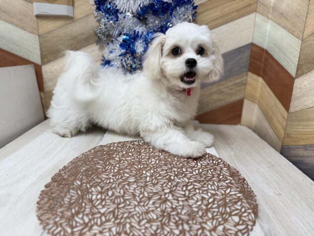 高知県のハーフ犬・ミックス犬 (ワンキャラット アミーゴ高知店/2025年7月31日生まれ/女の子/ホワイト)の子犬の4枚目の画像