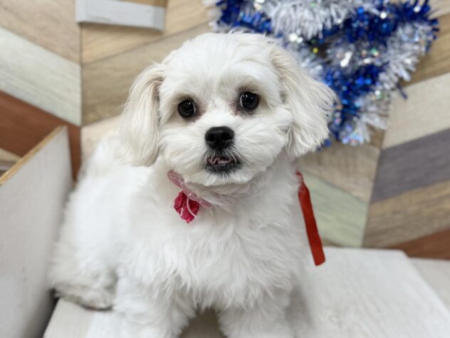 高知県のハーフ犬・ミックス犬 (ワンキャラット アミーゴ高知店/2025年7月31日生まれ/女の子/ホワイト)の子犬の3枚目の画像