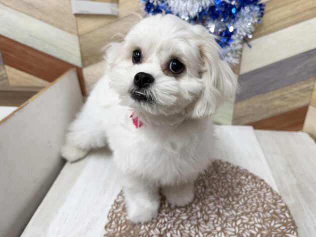 高知県のハーフ犬・ミックス犬 (ワンキャラット アミーゴ高知店/2025年7月31日生まれ/女の子/ホワイト)の子犬の2枚目の画像