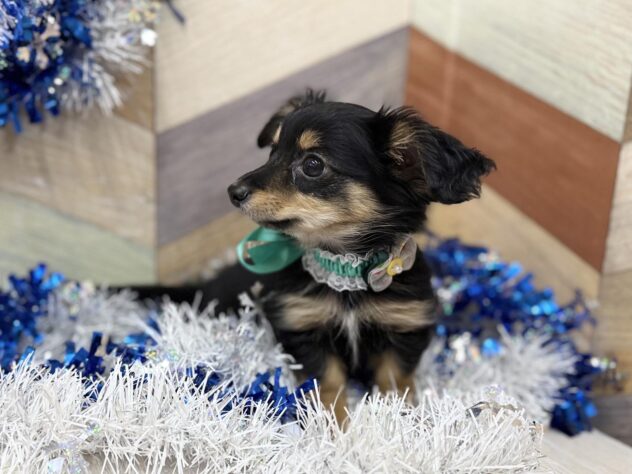 高知県のチワックス(チワワ×ダックス) (ワンキャラット アミーゴ高知店/2025年11月20日生まれ/男の子/ブラックタン)の子犬の4枚目の画像