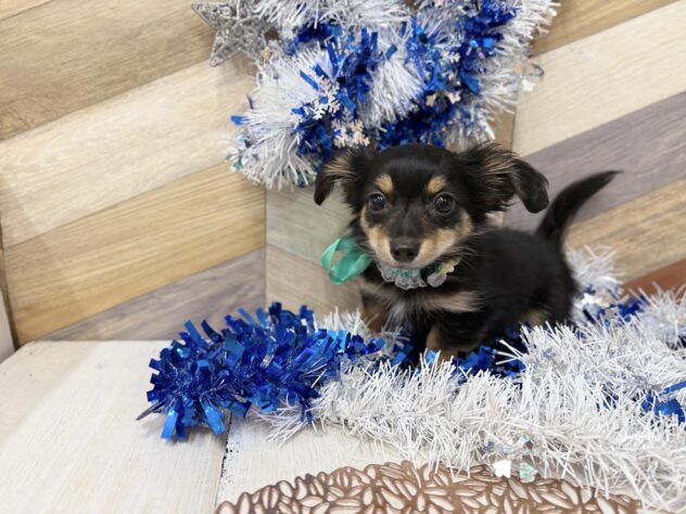 高知県のチワックス(チワワ×ダックス) (ワンキャラット アミーゴ高知店/2025年11月20日生まれ/男の子/ブラックタン)の子犬の3枚目の画像