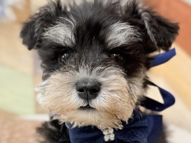 高知県のミニチュアシュナウザー (ワンキャラット アミーゴ高知店/2025年12月16日生まれ/男の子/ブラックシルバー)の子犬の1枚目の画像