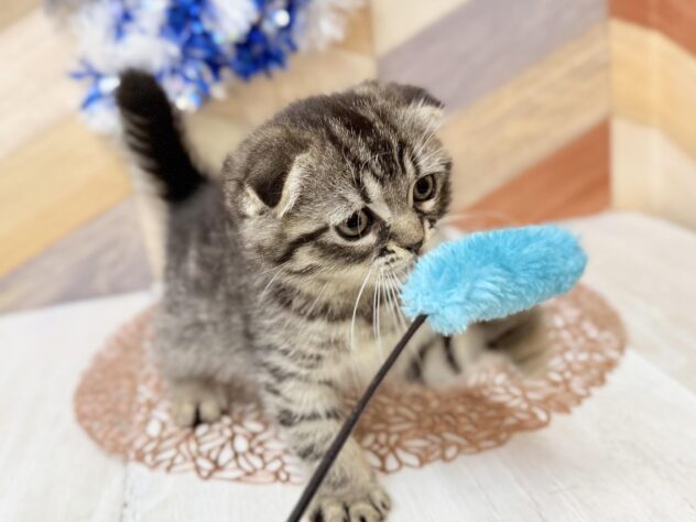 高知県のスコティッシュフォールド (ワンキャラット アミーゴ高知店/2025年12月14日生まれ/男の子/ブラウンタビー)の子猫の4枚目の画像