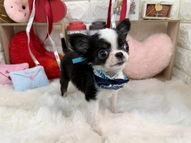 兵庫県のチワワ(ロング) (ワンキャラット アミーゴ姫路花田店/2025年11月30日生まれ/男の子/ブラックホワイト)の子犬の3枚目の画像