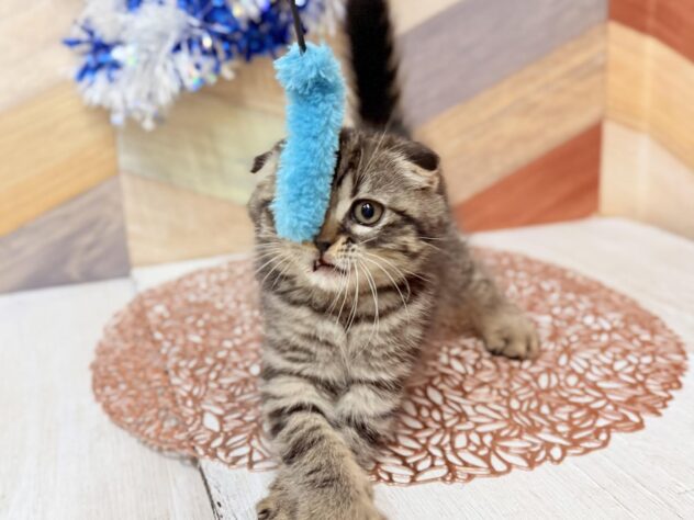 高知県のスコティッシュフォールド (ワンキャラット アミーゴ高知店/2025年12月14日生まれ/男の子/ブラウンタビー)の子猫の3枚目の画像