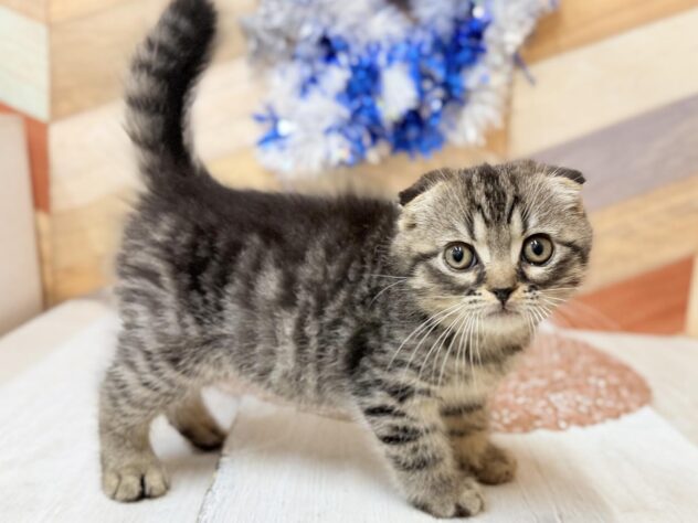 高知県のスコティッシュフォールド (ワンキャラット アミーゴ高知店/2025年12月14日生まれ/男の子/ブラウンタビー)の子猫の2枚目の画像