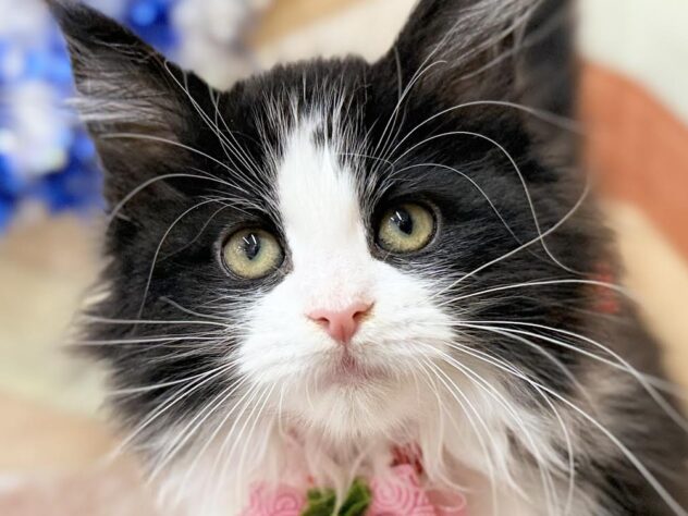 高知県のメインクーン (ワンキャラット アミーゴ高知店/2025年11月23日生まれ/女の子/ブラックホワイト)の子猫の1枚目の画像