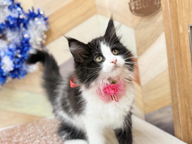 高知県のメインクーン (ワンキャラット アミーゴ高知店/2025年11月23日生まれ/女の子/ブラックホワイト)の子猫の3枚目の画像