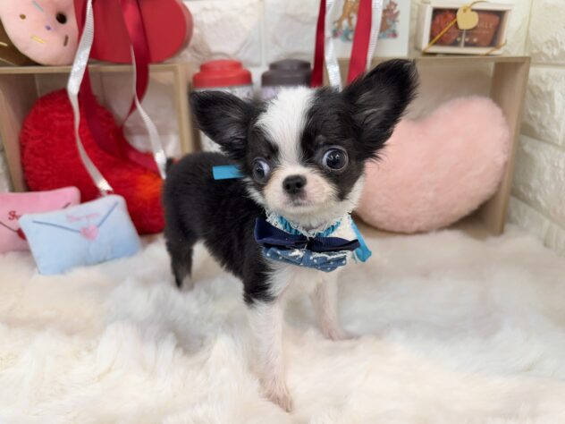 兵庫県のチワワ(ロング) (ワンキャラット アミーゴ姫路花田店/2025年11月30日生まれ/男の子/ブラックホワイト)の子犬の4枚目の画像