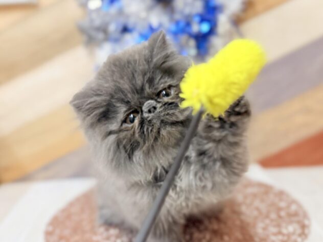 高知県のエキゾチック (ワンキャラット アミーゴ高知店/2025年12月6日生まれ/男の子/ブルー)の子猫の3枚目の画像