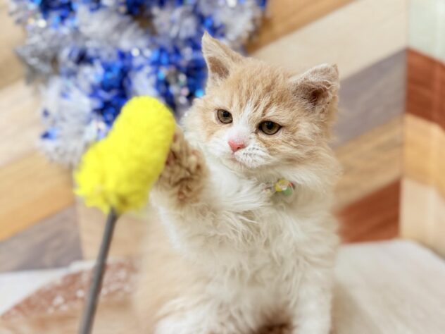 高知県のセルカークレックス (ワンキャラット アミーゴ高知店/2025年12月20日生まれ/男の子/クリームタビーホワイト)の子猫の2枚目の画像