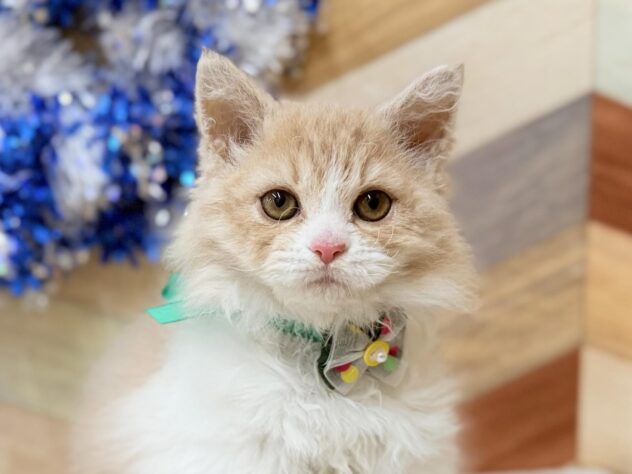 高知県のセルカークレックス (ワンキャラット アミーゴ高知店/2025年12月20日生まれ/男の子/クリームタビーホワイト)の子猫の3枚目の画像