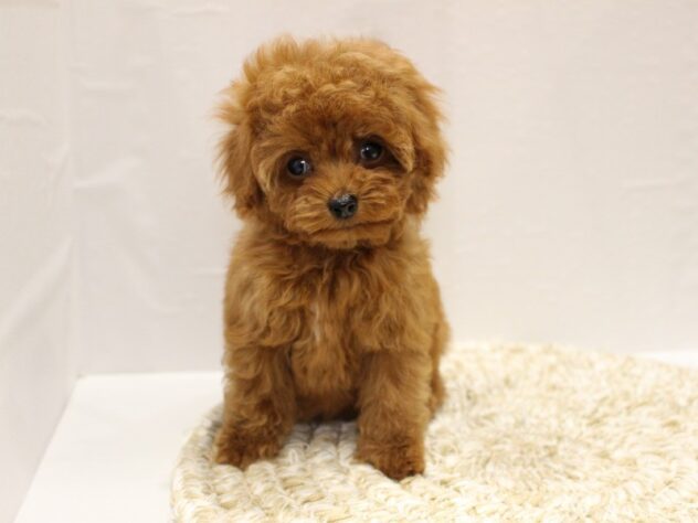 大阪府のトイプードル(トイ) (ペット・プラザ アミーゴ箕面店/2025年12月24日生まれ/女の子/レッドフォーン)の子犬の1枚目の画像