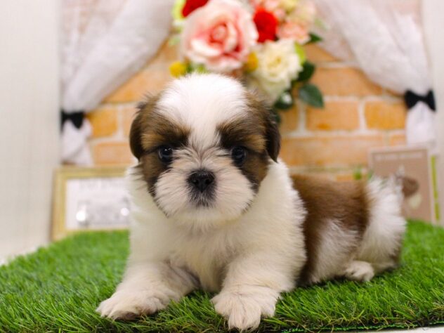 兵庫県のシーズー (ペット・プラザ アミーゴ三田店/2025年12月7日生まれ/男の子/ゴールドホワイト)の子犬の3枚目の画像