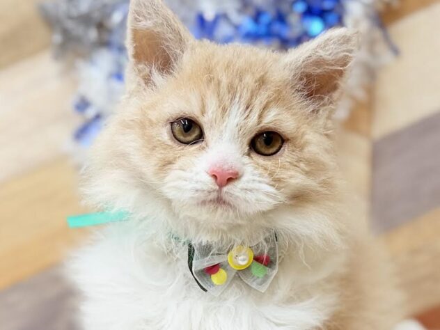 高知県のセルカークレックス (ワンキャラット アミーゴ高知店/2025年12月20日生まれ/男の子/クリームタビーホワイト)の子猫の1枚目の画像