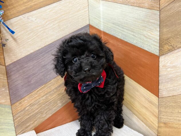 高知県のトイプードル(トイ) (ワンキャラット アミーゴ高知店/2025年12月21日生まれ/女の子/ブラック)の子犬の3枚目の画像