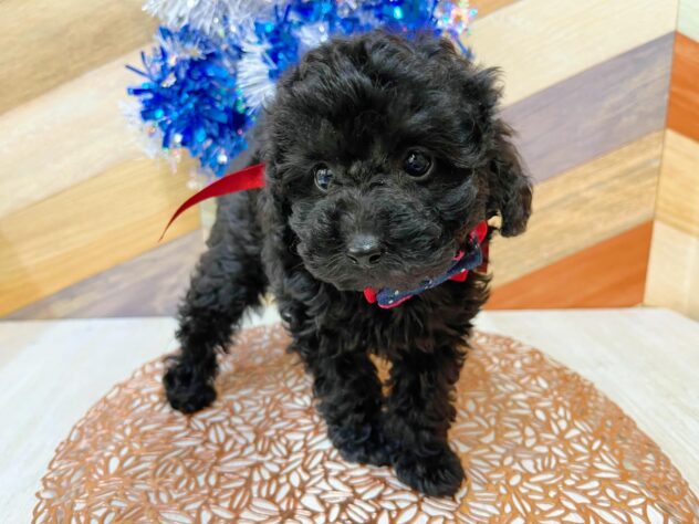 高知県のトイプードル(トイ) (ワンキャラット アミーゴ高知店/2025年12月21日生まれ/女の子/ブラック)の子犬の2枚目の画像