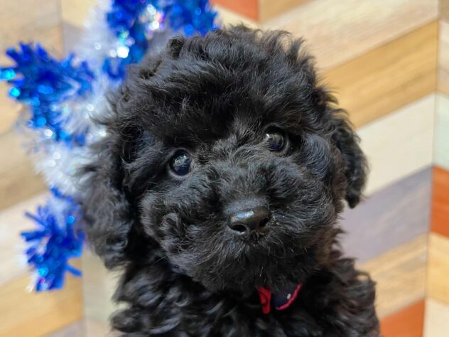 高知県のトイプードル(トイ) (ワンキャラット アミーゴ高知店/2025年12月21日生まれ/女の子/ブラック)の子犬の1枚目の画像