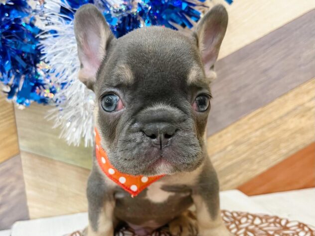高知県のフレンチブルドッグ (ワンキャラット アミーゴ高知店/2025年12月5日生まれ/男の子/ブルータン)の子犬の1枚目の画像