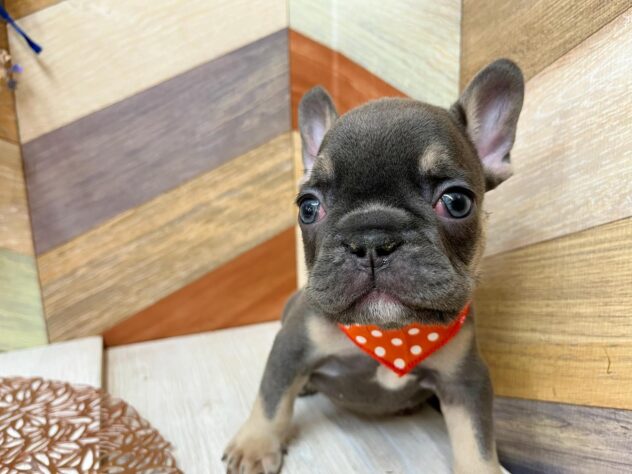 高知県のフレンチブルドッグ (ワンキャラット アミーゴ高知店/2025年12月5日生まれ/男の子/ブルータン)の子犬の4枚目の画像