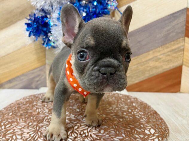 高知県のフレンチブルドッグ (ワンキャラット アミーゴ高知店/2025年12月5日生まれ/男の子/ブルータン)の子犬の3枚目の画像