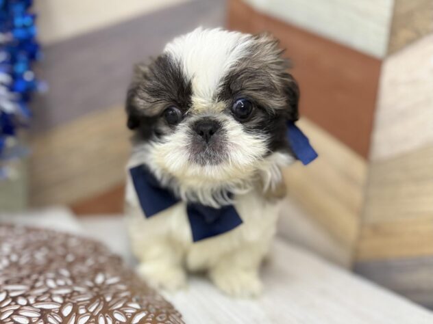 高知県のシーズー (ワンキャラット アミーゴ高知店/2025年12月24日生まれ/男の子/ゴールドホワイト)の子犬の4枚目の画像